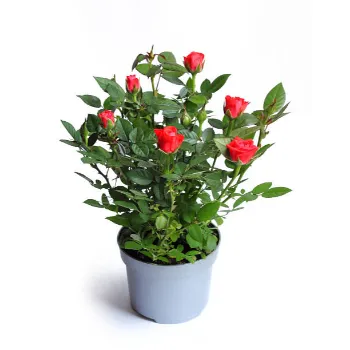 Rose Plants 